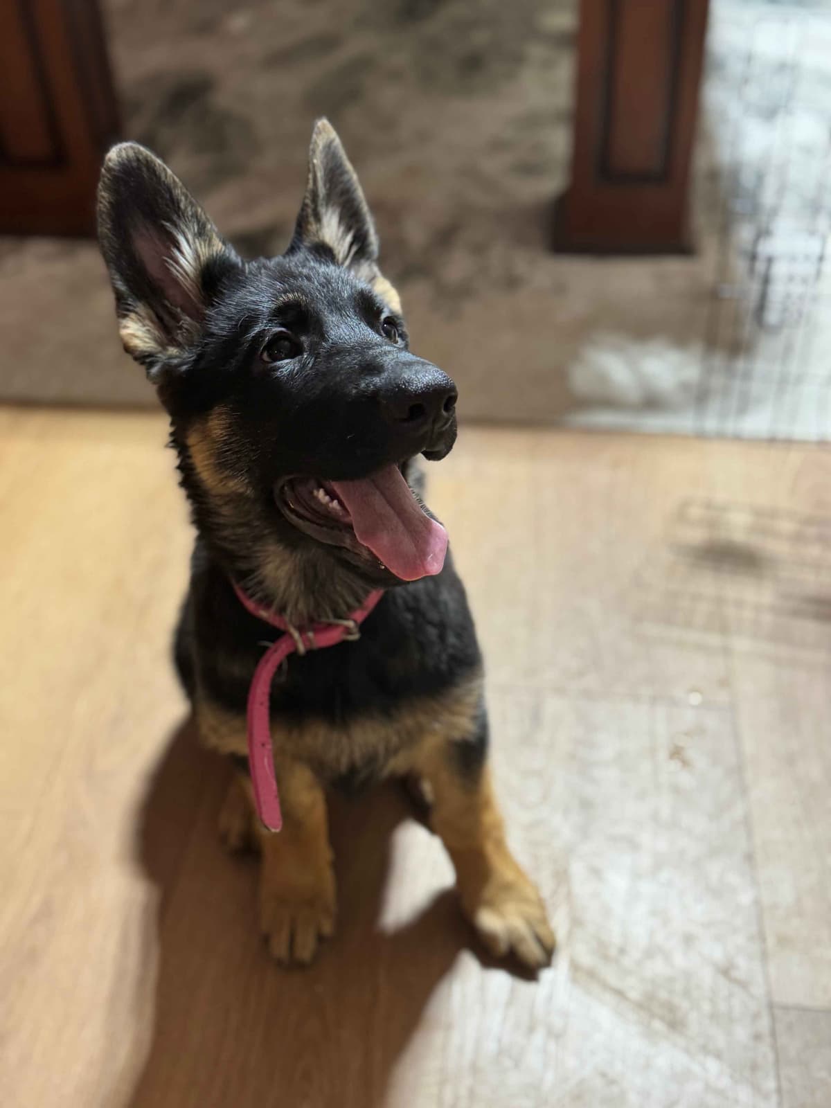 German Shepherd Dog Puppies with multiple drive on Sale to Good Homes breeder image 21