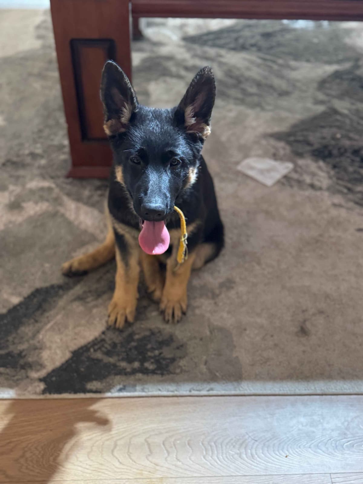 German Shepherd Dog Puppies with multiple drive on Sale to Good Homes breeder image 23