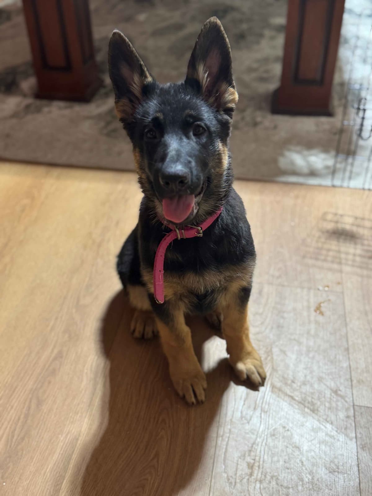German Shepherd Dog Puppies with multiple drive on Sale to Good Homes breeder image 1