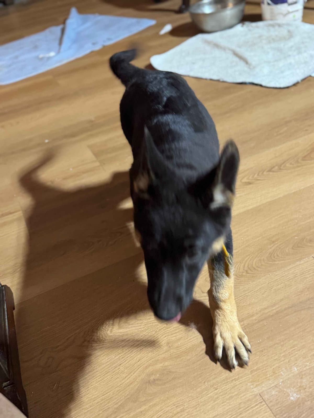 German Shepherd Dog Puppies with multiple drive on Sale to Good Homes breeder image 24