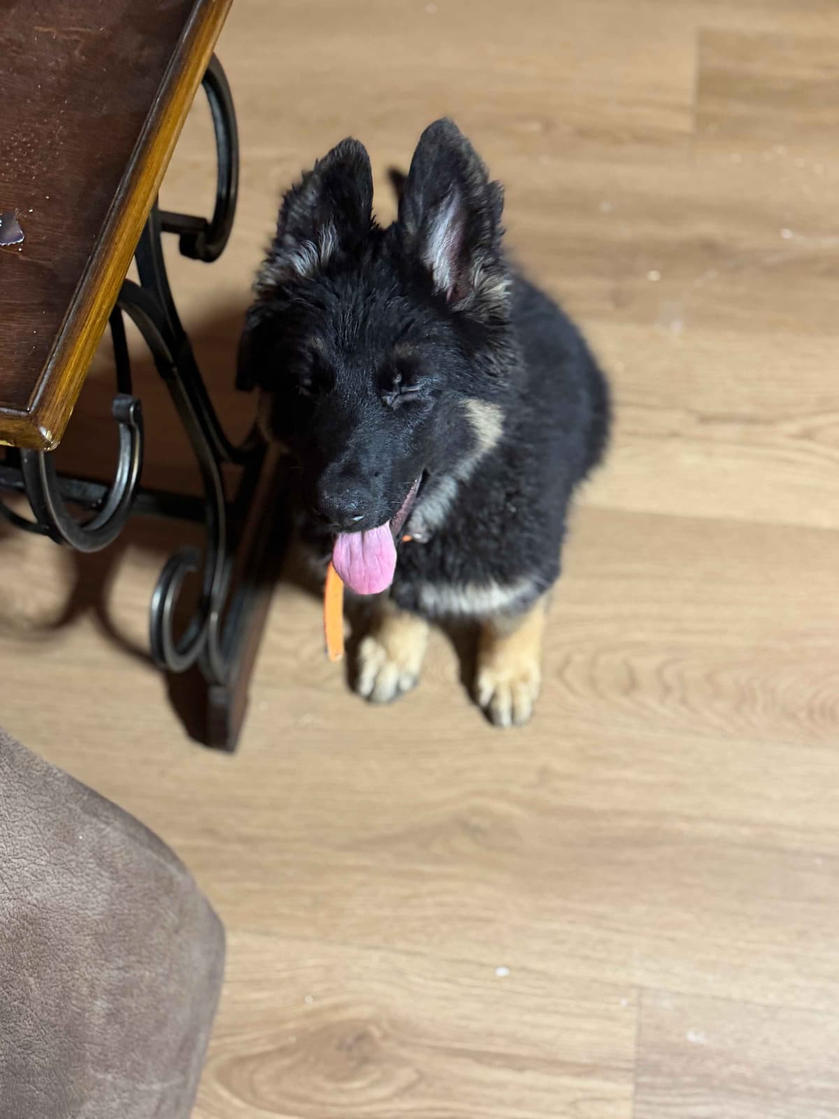 German Shepherd Dog Puppies with multiple drive on Sale to Good Homes breeder image 25