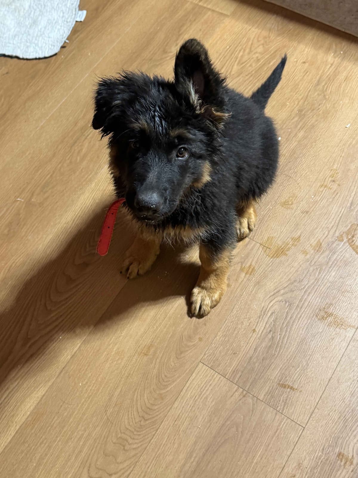 German Shepherd Dog Puppies with multiple drive on Sale to Good Homes breeder image 27