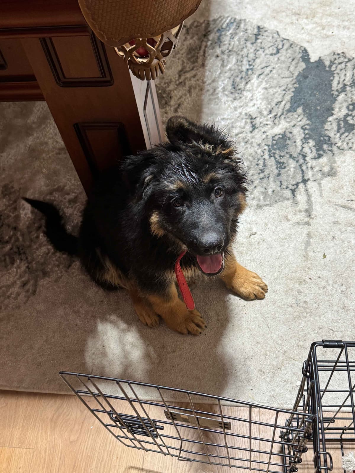 German Shepherd Dog Puppies with multiple drive on Sale to Good Homes breeder image 28