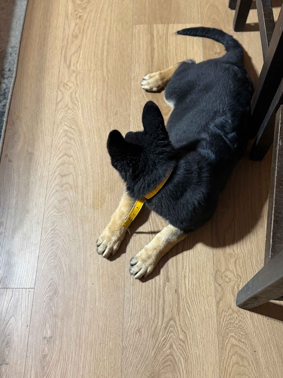 German Shepherd Dog Puppies with multiple drive on Sale to Good Homes breeder image 29