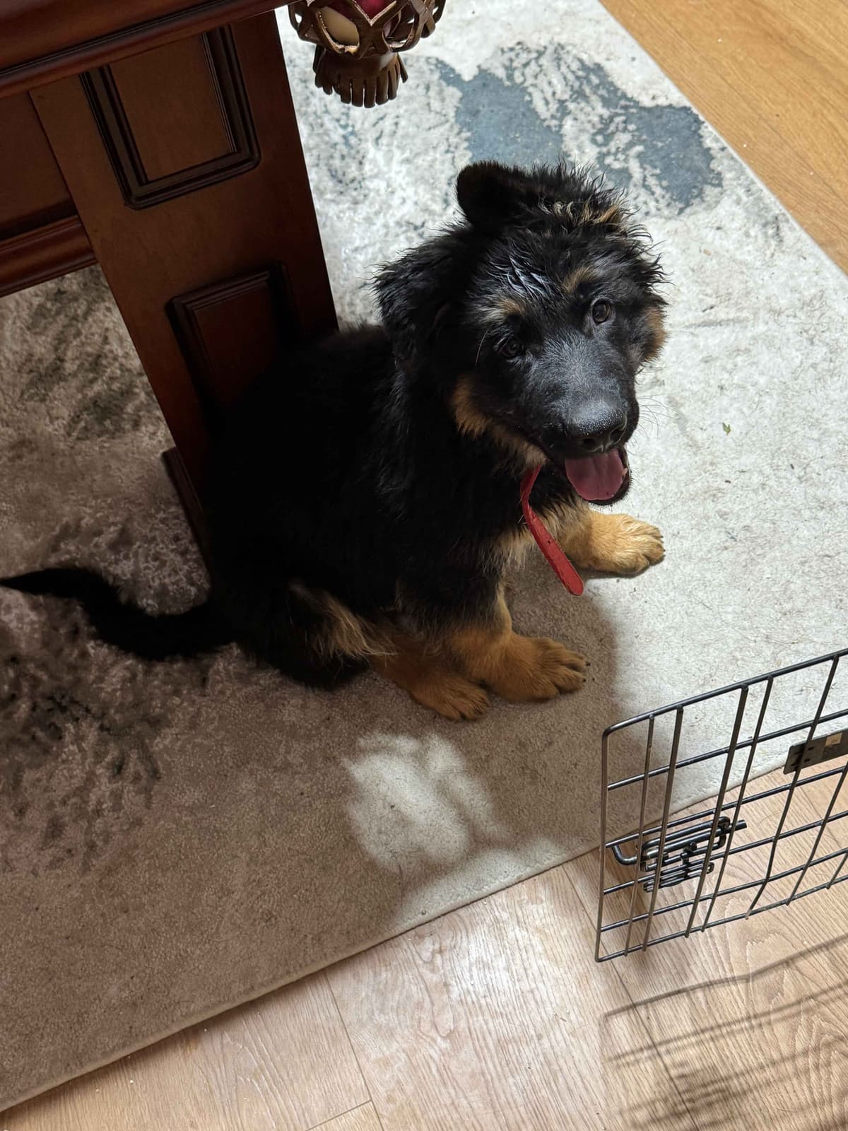German Shepherd Dog Puppies with multiple drive on Sale to Good Homes breeder image 30