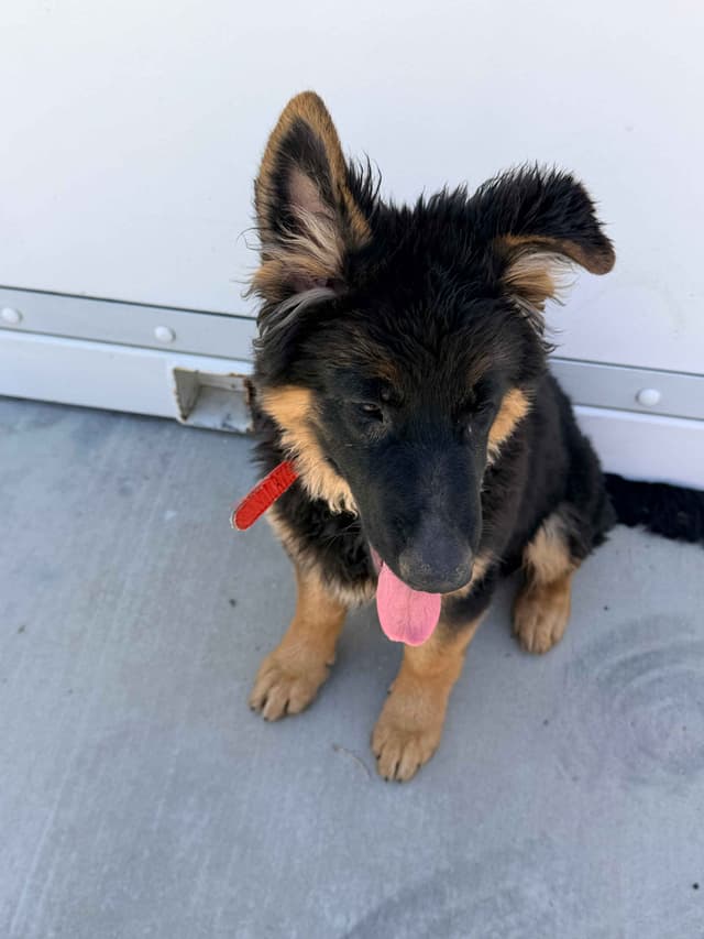 German Shepherd Dog Puppies with multiple drive on Sale to Good Homes media 2