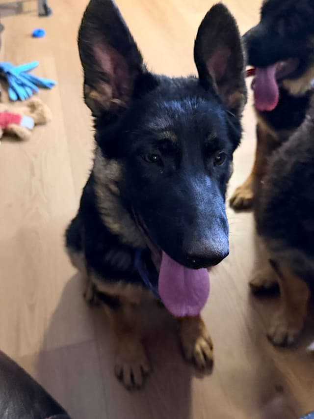 German Shepherd Dog Puppies with multiple drive on Sale to Good Homes media 4