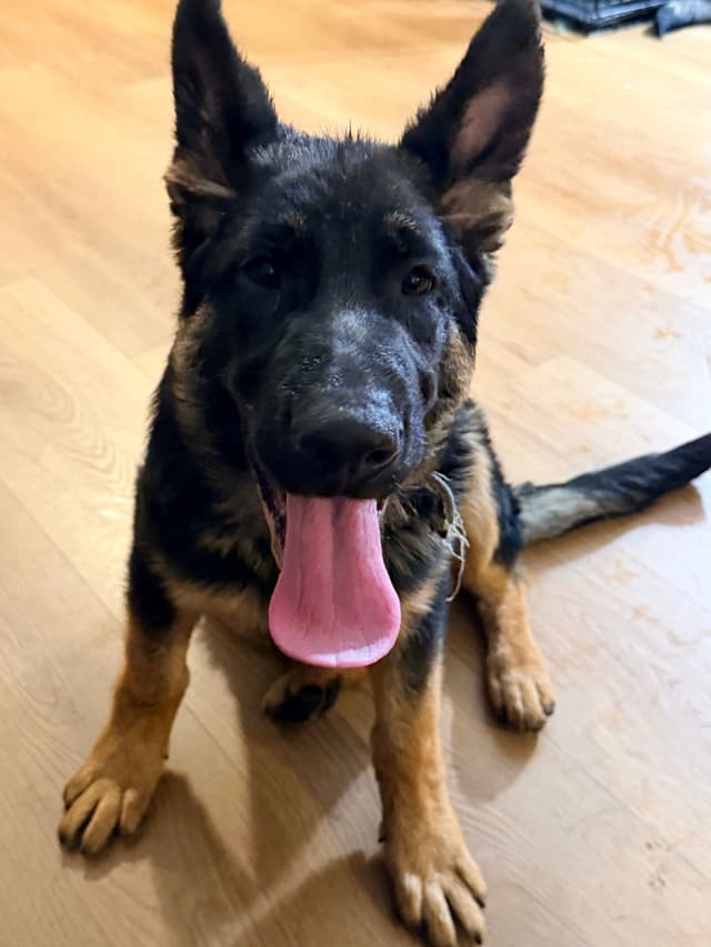 German Shepherd Dog Puppies with multiple drive on Sale to Good Homes media 3