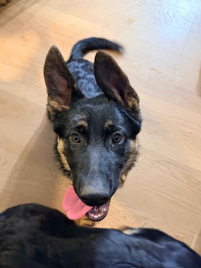 German Shepherd Dog Puppies with multiple drive on Sale to Good Homes media 5