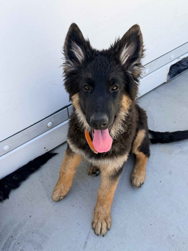 German Shepherd Dog Puppies with multiple drive on Sale to Good Homes media 6