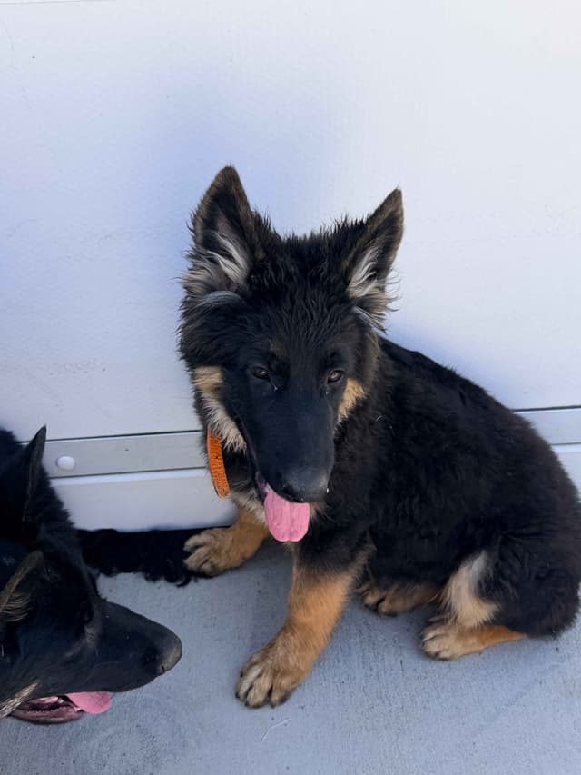 German Shepherd Dog Puppies with multiple drive on Sale to Good Homes media 7