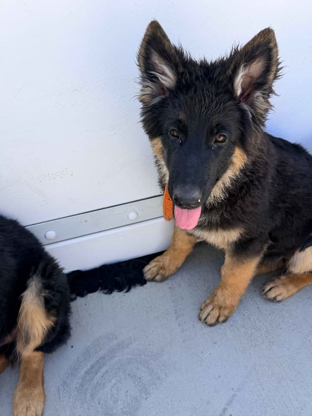 German Shepherd Dog Puppies with multiple drive on Sale to Good Homes media 8