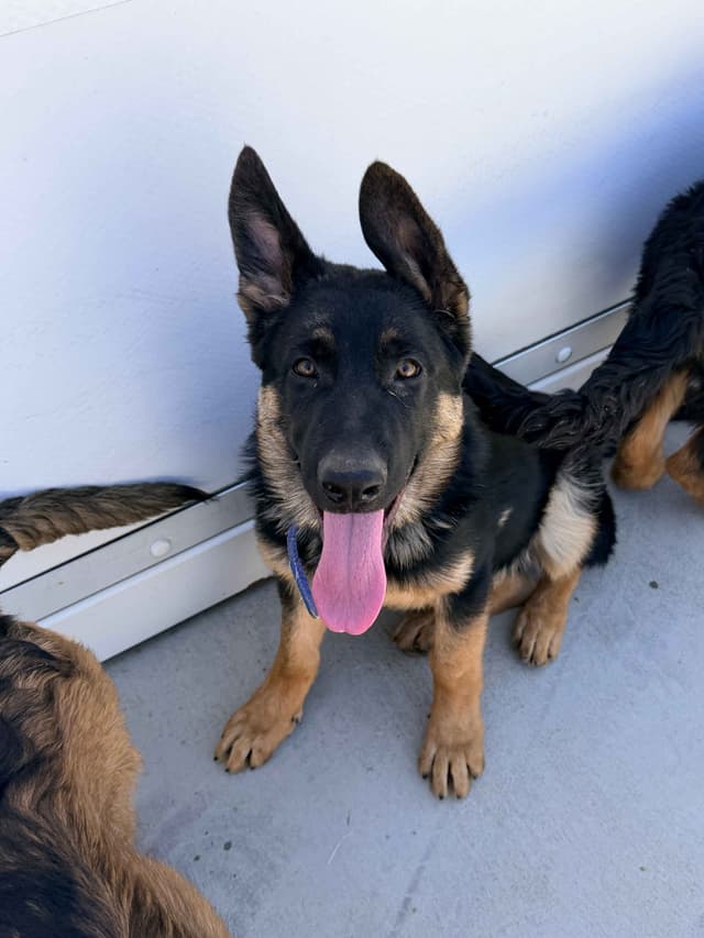German Shepherd Dog Puppies with multiple drive on Sale to Good Homes media 10