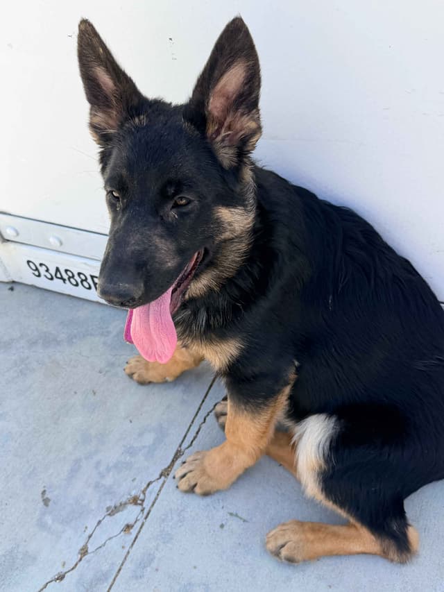German Shepherd Dog Puppies with multiple drive on Sale to Good Homes media 11