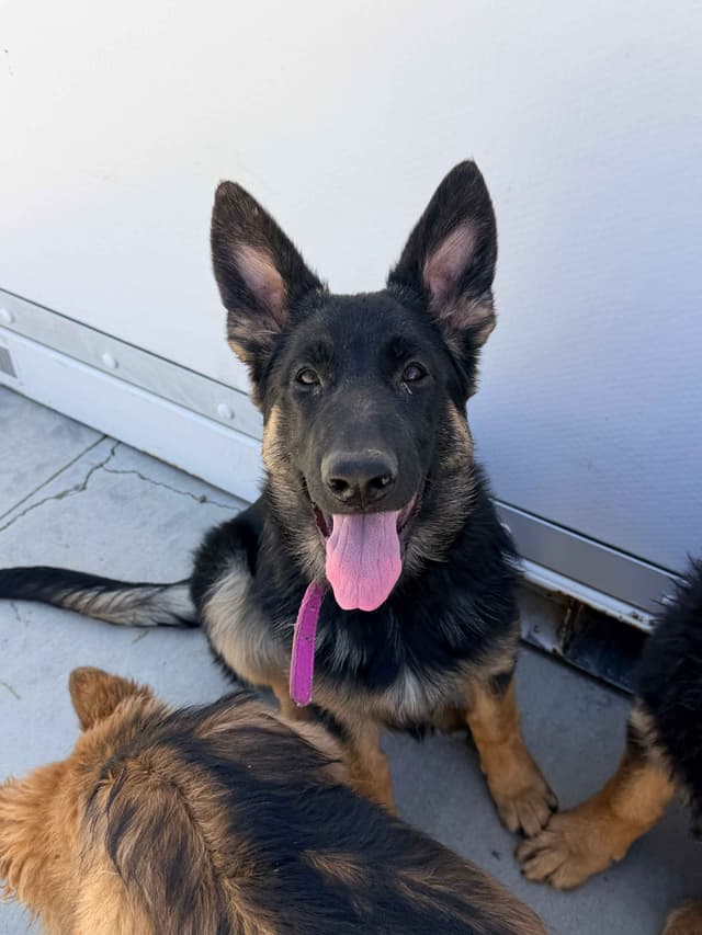 German Shepherd Dog Puppies with multiple drive on Sale to Good Homes media 9