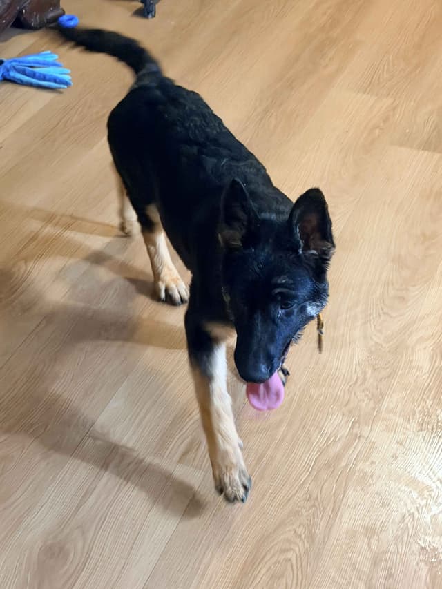 German Shepherd Dog Puppies with multiple drive on Sale to Good Homes media 12