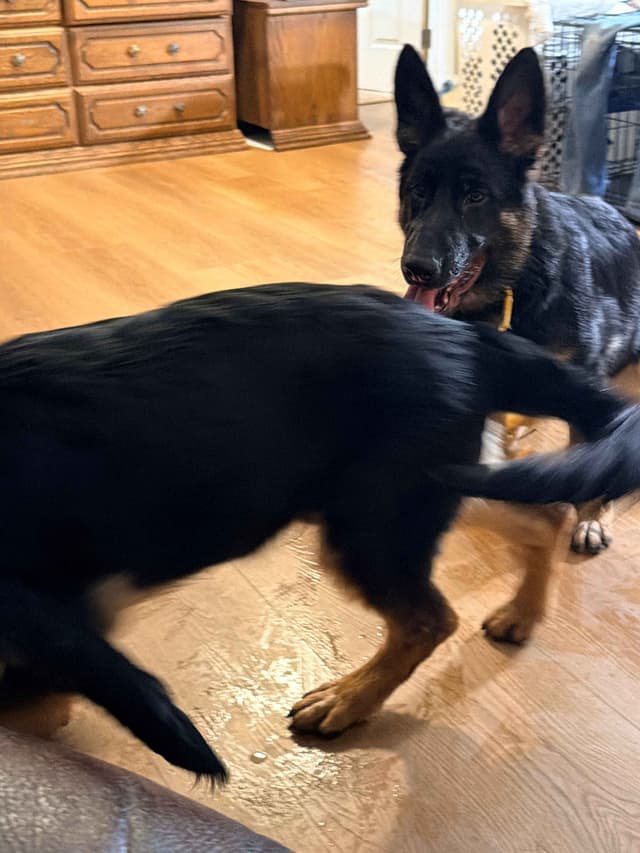 German Shepherd Dog Puppies with multiple drive on Sale to Good Homes media 13