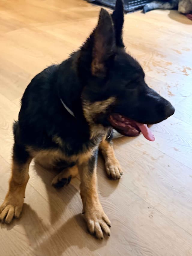 German Shepherd Dog Puppies with multiple drive on Sale to Good Homes media 14