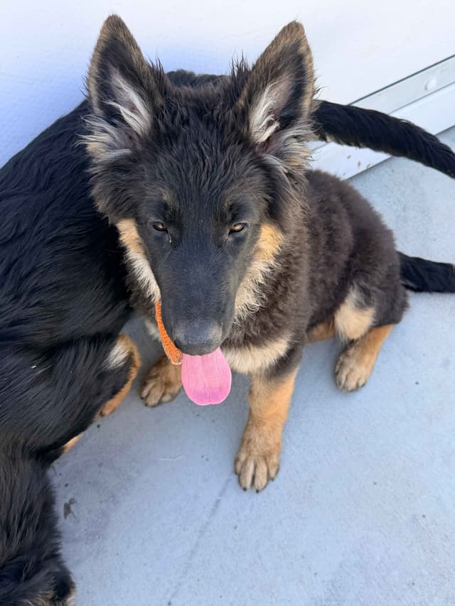 German Shepherd Dog Puppies with multiple drive on Sale to Good Homes media 16