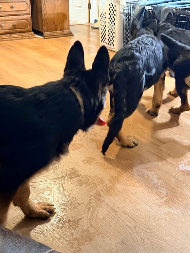 German Shepherd Dog Puppies with multiple drive on Sale to Good Homes media 18