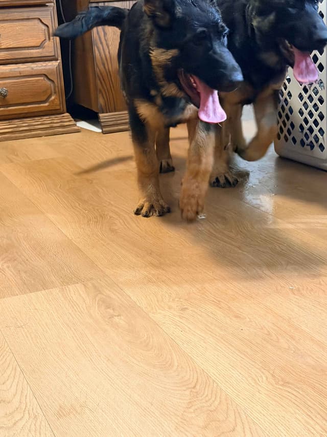 German Shepherd Dog Puppies with multiple drive on Sale to Good Homes media 19