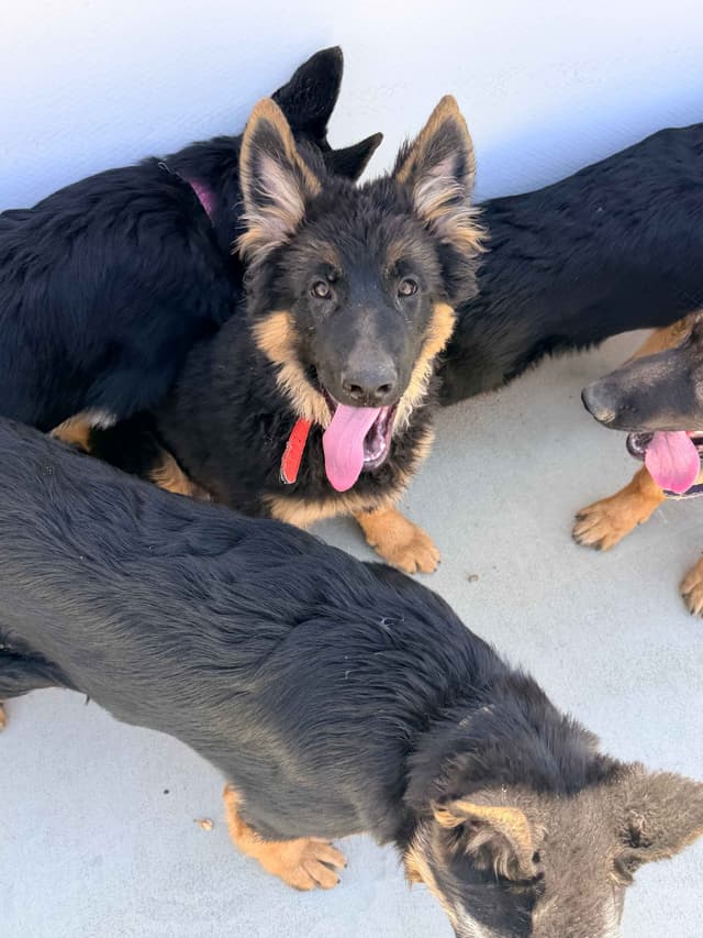 German Shepherd Dog Puppies with multiple drive on Sale to Good Homes media 17