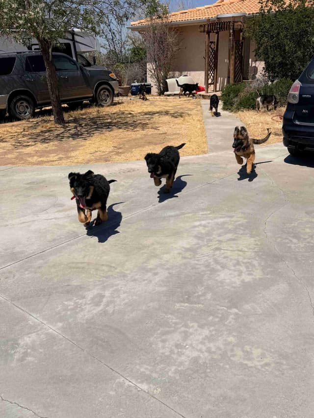 German Shepherd Dog Puppies with multiple drive on Sale to Good Homes media 21