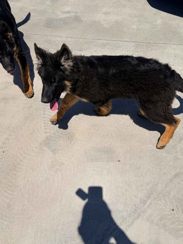 German Shepherd Dog Puppies with multiple drive on Sale to Good Homes media 20