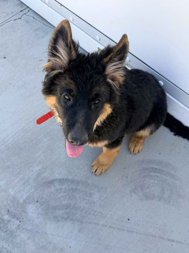 German Shepherd Dog Puppies with multiple drive on Sale to Good Homes media 25