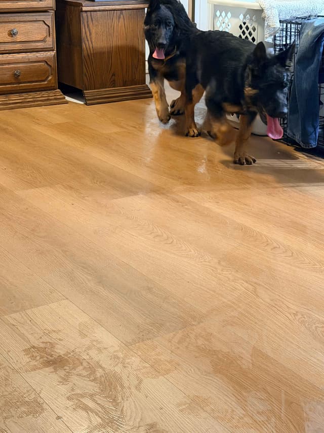German Shepherd Dog Puppies with multiple drive on Sale to Good Homes media 27