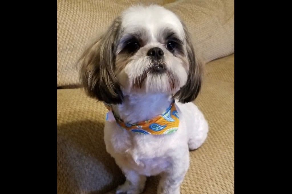 Shih Tzu Puppies breeder image 9