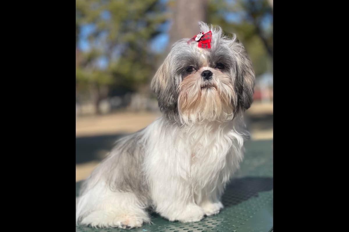 Shih Tzu Puppies breeder image 7