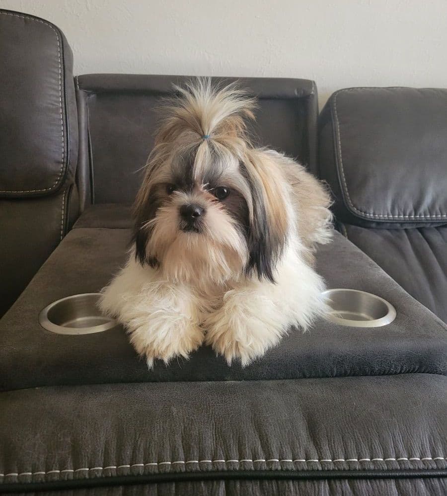 Shih Tzu Puppies breeder image 2