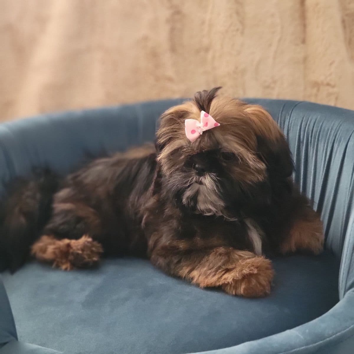 Shih Tzu Puppies breeder image 5