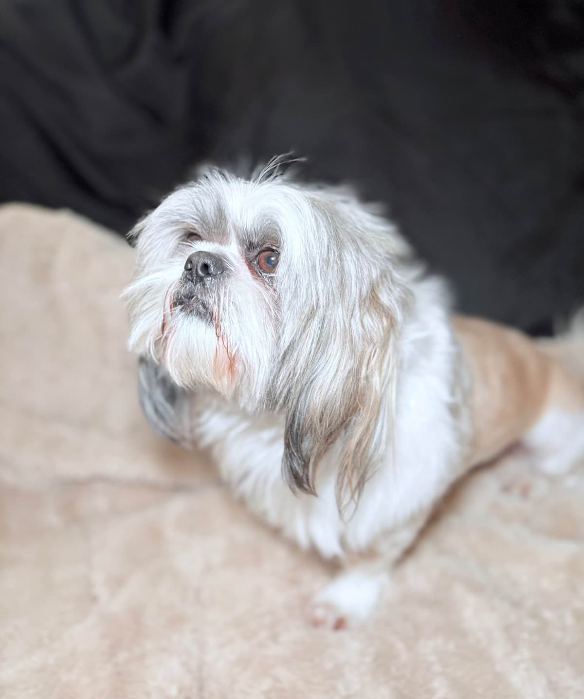 Shih Tzu Puppies breeder image 1