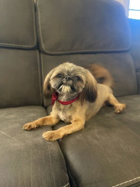 Shih Tzu Puppies breeder image 4