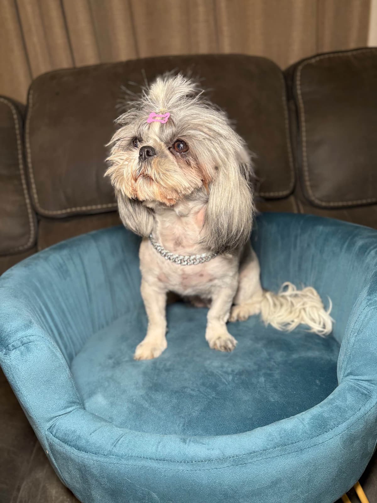 Shih Tzu Puppies breeder image 6