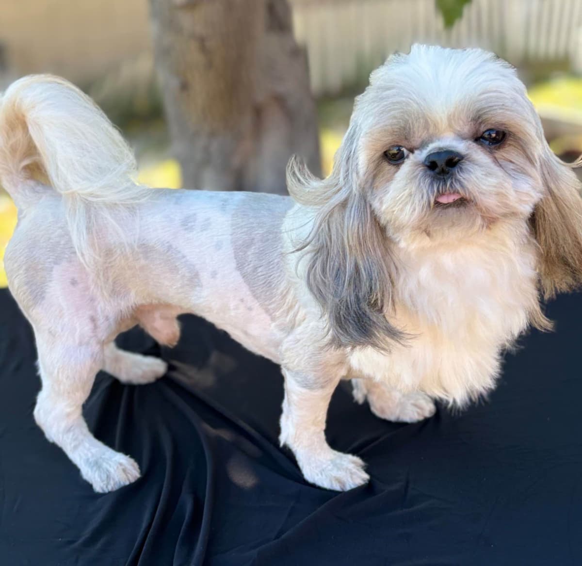Shih Tzu Puppies breeder image 8