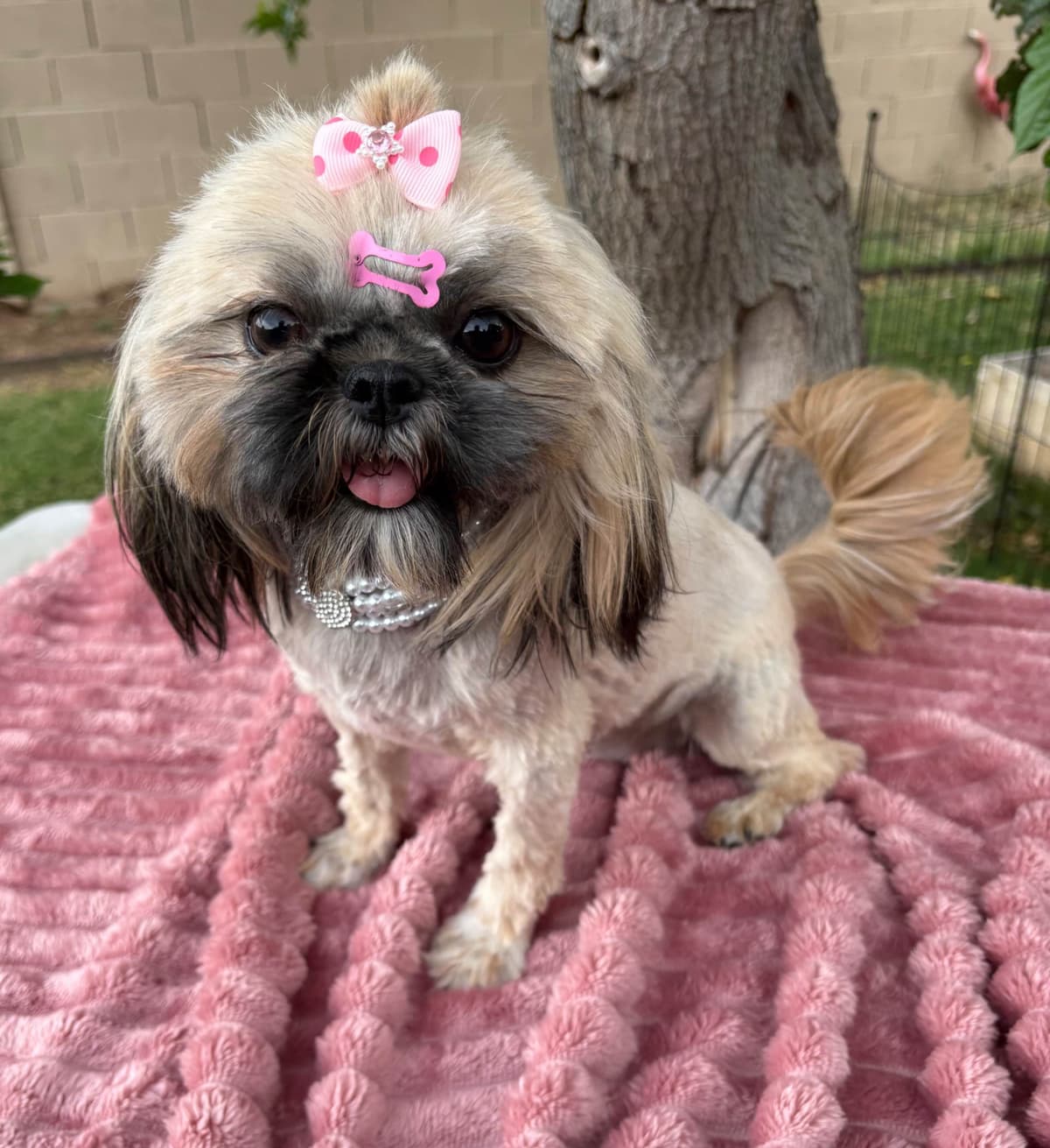 Shih Tzu Puppies breeder image 10