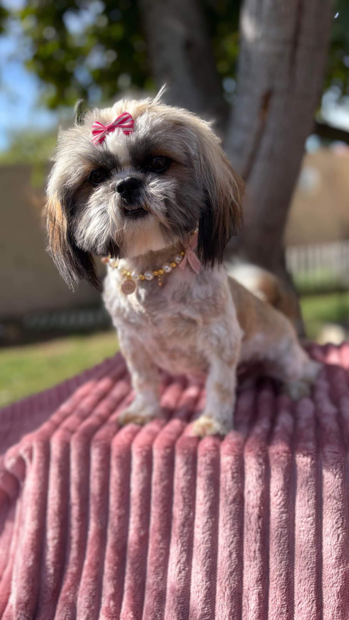 Shih Tzu Puppies breeder image 11