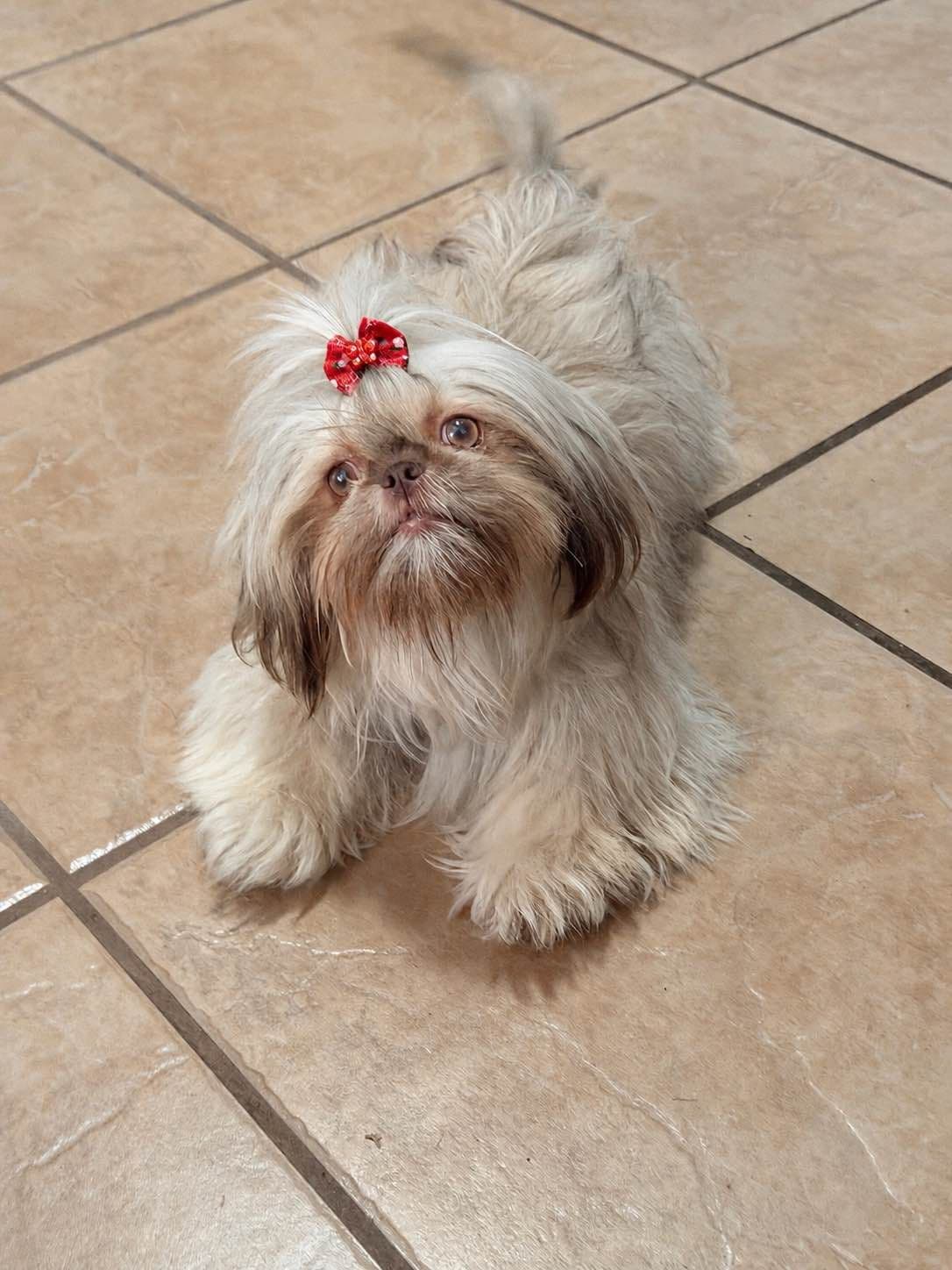 Shih Tzu Puppies breeder image 13