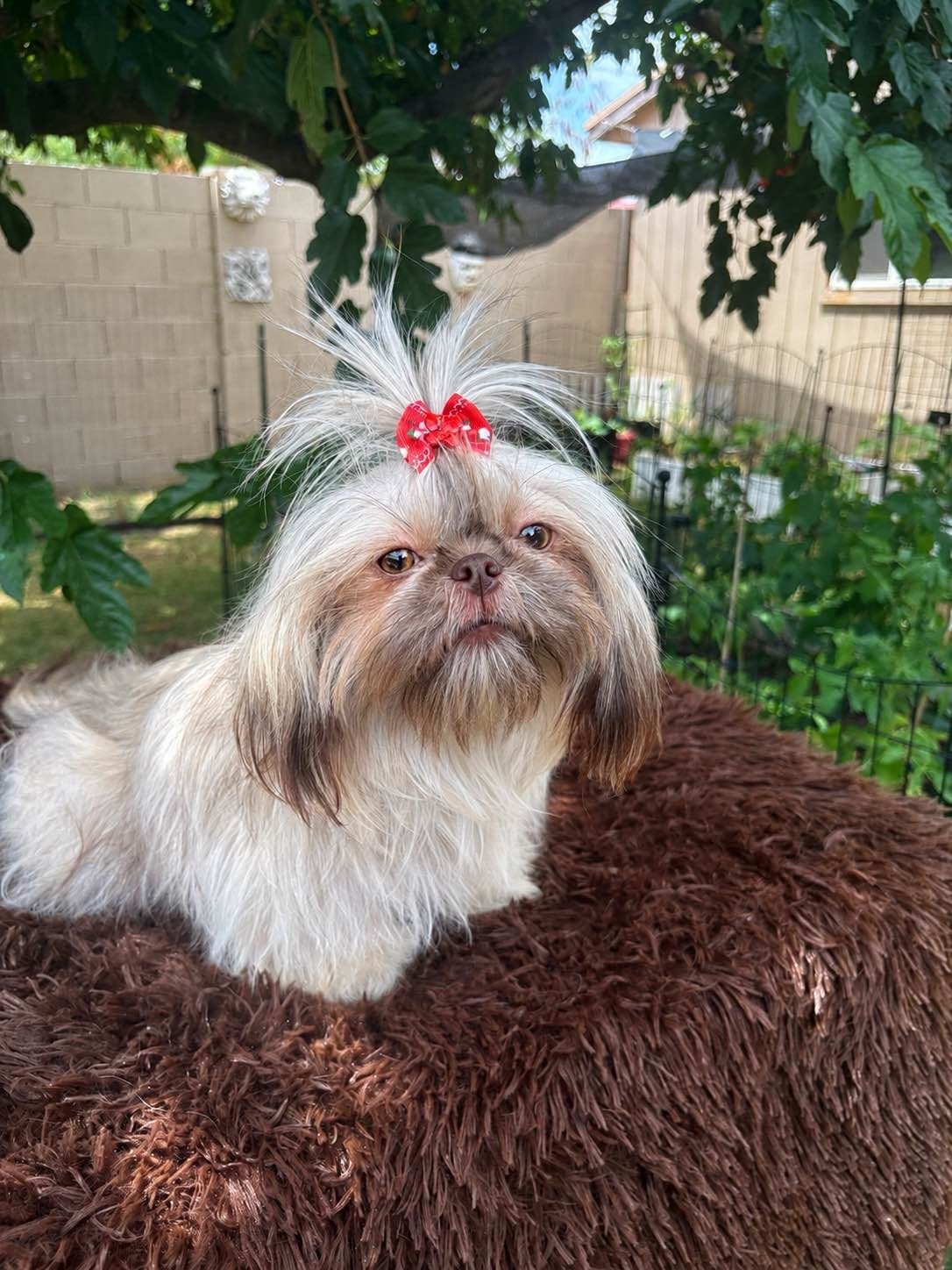 Shih Tzu Puppies breeder image 12
