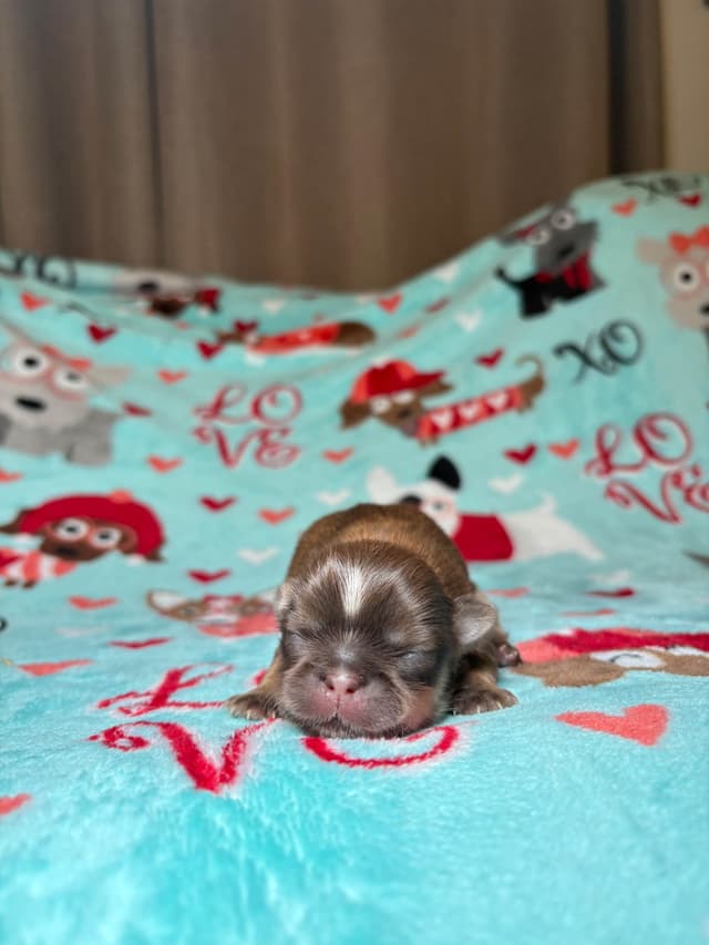Shih Tzu Puppies media 2