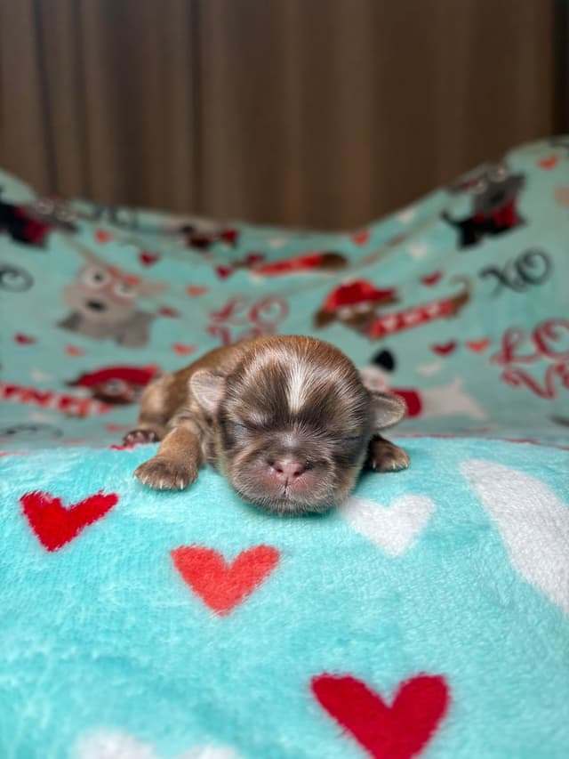 Shih Tzu Puppies media 3