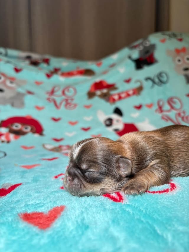 Shih Tzu Puppies media 4