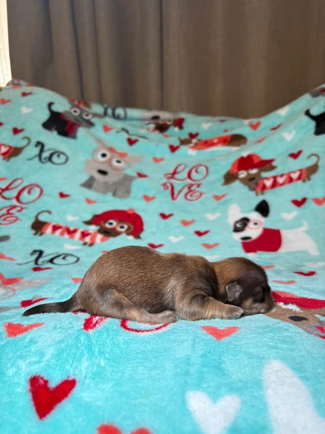 Shih Tzu Puppies media 5