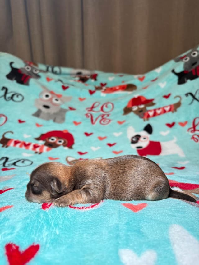 Shih Tzu Puppies media 6