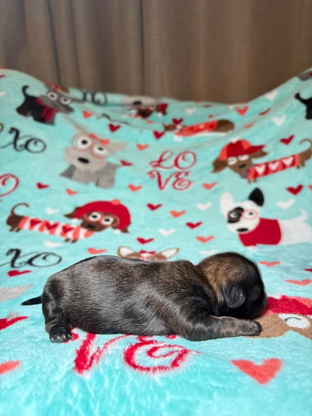 Shih Tzu Puppies media 9