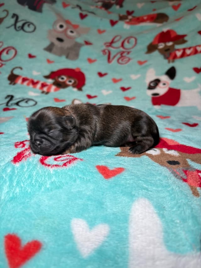 Shih Tzu Puppies media 8