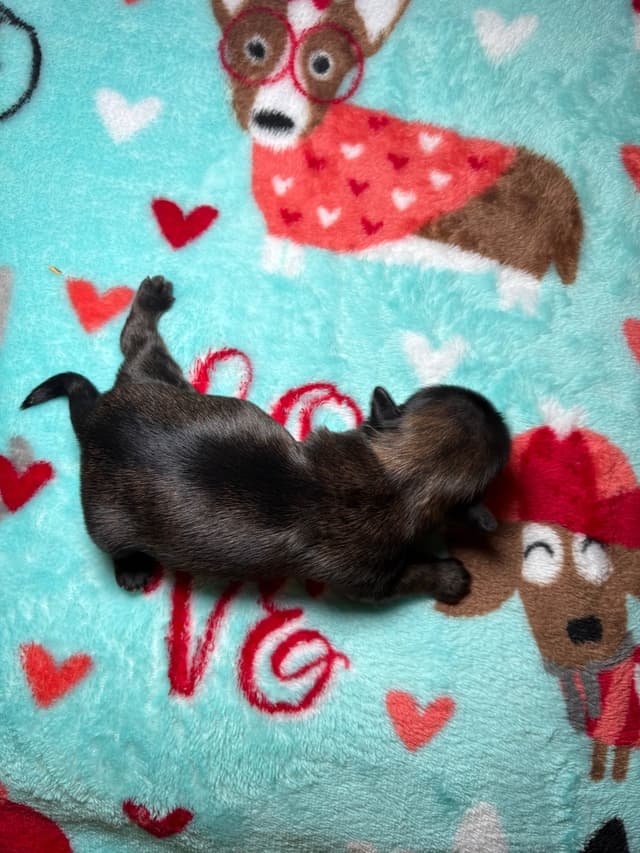 Shih Tzu Puppies media 11